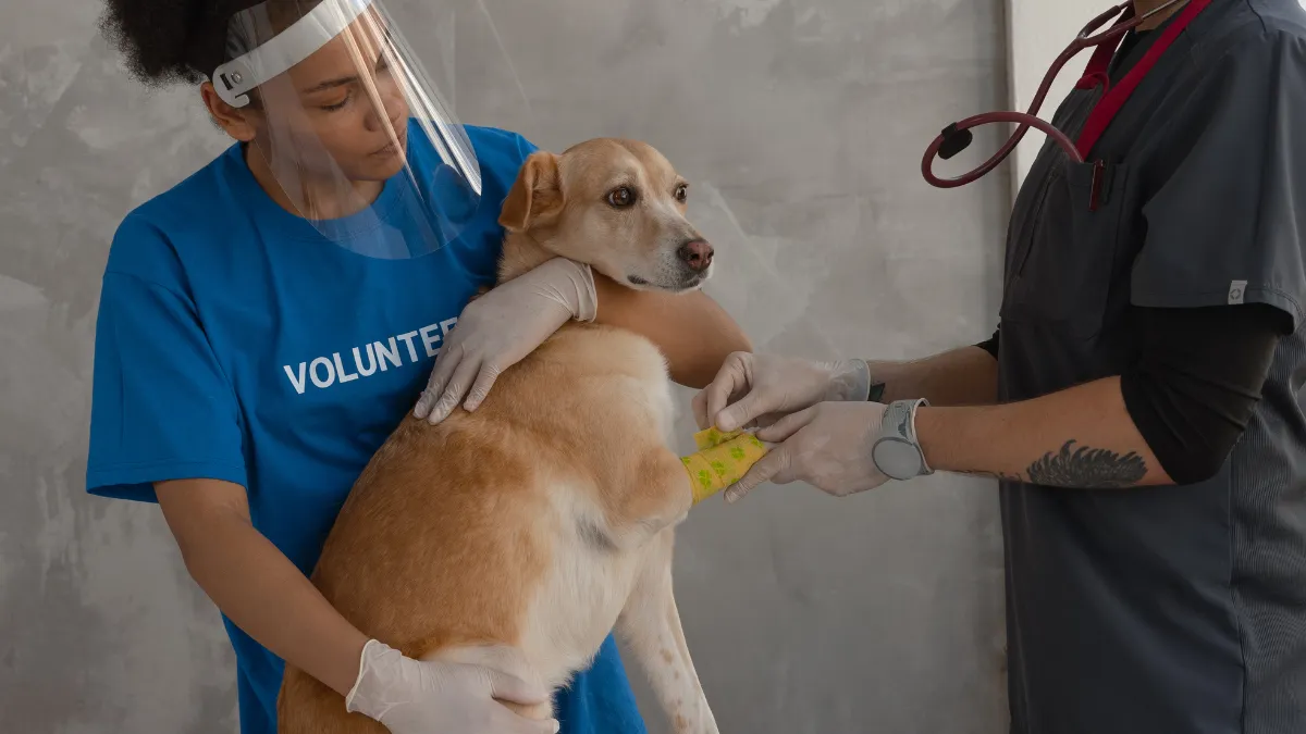 Can you put Neosporin on a dog? A dog receiving Neosporin treatment on its paw for a small cut.