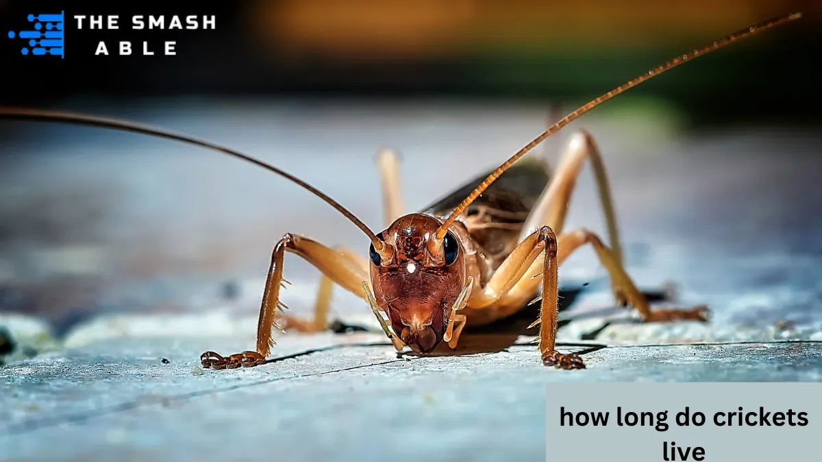 How long do crickets live: Factors affecting cricket lifespan, including temperature, food availability, predators, and shelter, with ideal conditions helping crickets survive longer.