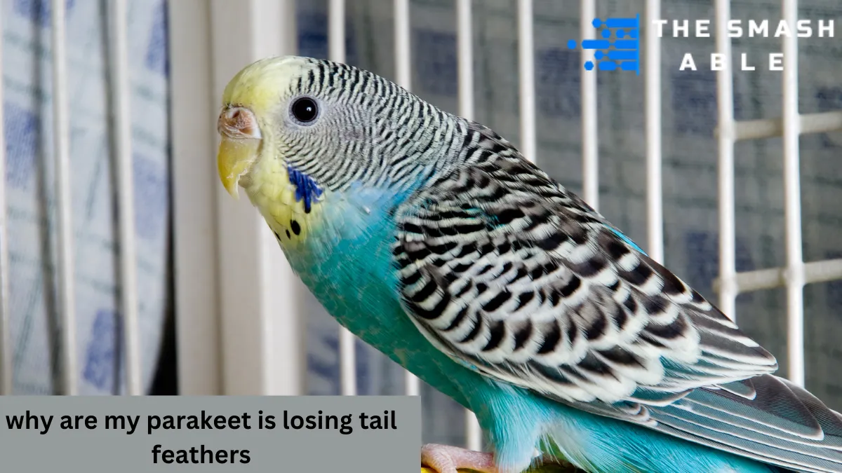 Why Are My Parakeet Is losing Tail Feathers Falling Out?